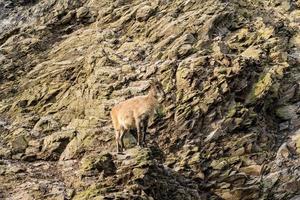 wilde bergziege, die auf der klippe sitzt, nahporträt foto