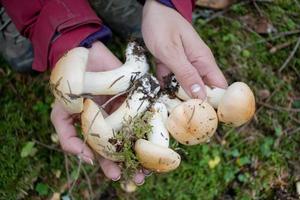 pilze im wald, herbst malerisch von wald, waldhintergrund foto