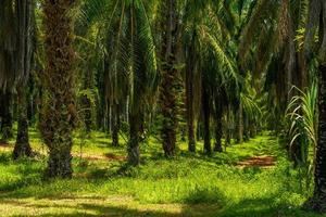 ölpalmenplantage, als bok khorani nationalpark, krabi, tha foto