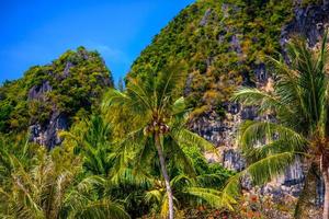 Kokospalme mit Kokosnüssen mit blauem Himmel, Railay Beach West, a foto