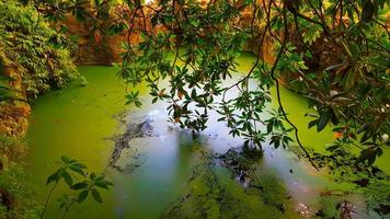 grüner Wasserteich mit Vegetation um ihn herum foto