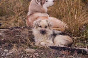 Sibirischer Huky-Hund im Wald im Freien, Laika, Wolfshund foto