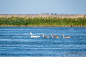 Sommerlandschaft mit Schwanenfamilie im Teich foto