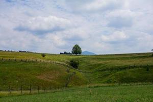 landschaft in den bergen im nationalpark der tschechischen schweiz, kiefernwald und felsen foto