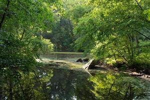 Landschaft mit Fluss im Wald foto