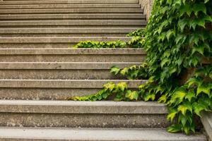 Nahaufnahme der alten Steintreppe mit Pflanzendekoration foto