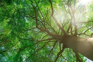 Unteransicht des Baumstamms zu grünen Blättern eines großen Baums im tropischen Wald mit Sonnenlicht. frische Umgebung im Park. grüne pflanze gibt sauerstoff im sommergarten. Waldbaum mit kleinen Blättern an einem sonnigen Tag.