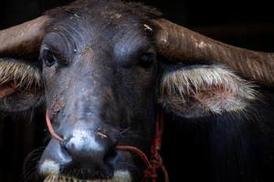 Sumpfbüffel in Thailand für die Arbeit in der Landwirtschaft und Büffelfleischindustrie. heimischer Wasserbüffel in Südostasien. Haustier zum Bestellen von Reisfeldern. büffelerhaltungskonzept. foto