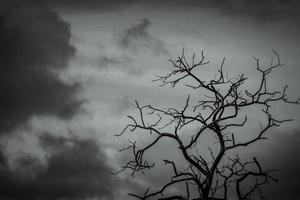 Silhouette toter Baum auf dunklem, dramatischem Himmelshintergrund für Grusel oder Tod. blattloser Ast. hoffnungsloses, verzweifeltes, trauriges und klagendes konzept. gruseliger Wald. Dramatische Horrornacht am Halloween-Tag. foto