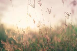 Grasblumenfeld morgens. Nahaufnahme braune Grasblume mit verschwommenen grünen Blättern bokeh Hintergrund. Rasenfläche im Wald mit Sonnenlicht. Sommerzeit auf dem Land. verträumter Hintergrund. foto