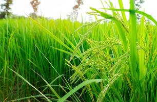 selektiver Fokus auf Reisähre. grünes Reisfeld. Reisplantage. Bio-Reisfarm in Asien. Reispreis im Weltmarktkonzept. schöne Natur des Ackerlandes. Reisfeld. Pflanzenanbau. foto