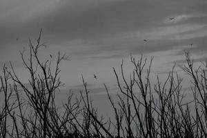 Silhouette toter Baum und Vögel, die auf dunklem dramatischem grauem Himmel und Wolkenhintergrund für Tod und Frieden fliegen. Halloween-Tag-Hintergrund. Verzweiflung und hoffnungsloses Konzept. blattlose Äste eines toten Baumes. foto