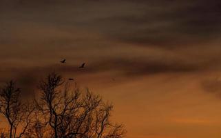 Silhouette blattloser Baum und Sonnenunterganghimmel. toter Baum am dunklen Himmel bei Sonnenuntergang. romantische und ruhige Szene. toter Baum gegen orange Sonnenunterganghimmel. Naturlandschaft. friedlicher und ruhiger abstrakter hintergrund. foto