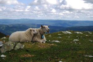 Schafe und Lämmer, die auf einem Hügel in den Bergen ruhen foto