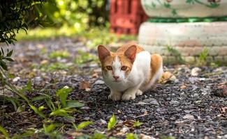 die gelb-weiße Katze, die auf dem Steinboden liegt. foto