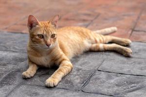 gelbe thailändische katze, die starrt. foto