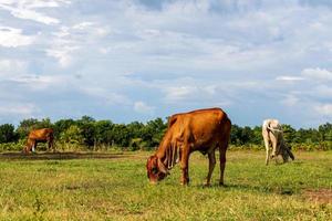 braune und weiße Kühe, die auf Gras grasen. foto