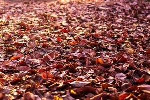 ein Haufen vieler trockener Blätter mit Hintergrundbeleuchtung auf dem Boden. foto