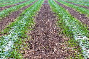 Hintergrund der Wassermelonenplantage in Reihen. foto