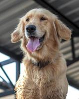 Golden Retriever-Hund unter dem Dach. foto