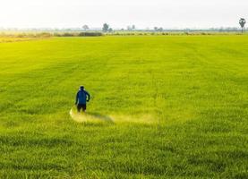 Bauern sprühen frühmorgens Herbizide auf grüne Reisfelder. foto