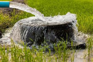 Wasser fließt aus einem Rohr zu einem runden Becken in grünen Reisfeldern. foto