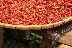 Viele rote Chilis liegen tagsüber in einem Körbchen in der Sonne. foto