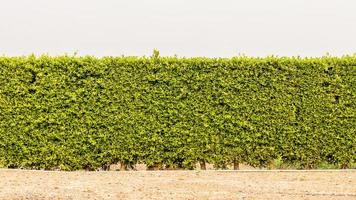 eine Zaunmauer aus vielen dichten grünen Blättern. foto