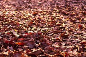 ein Haufen vieler trockener Blätter mit Hintergrundbeleuchtung auf dem Boden. foto