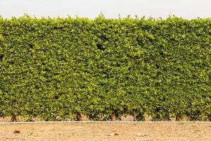 eine Zaunmauer aus vielen dichten grünen Blättern. foto