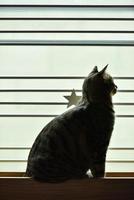 Die getigerte Katze saß am Fenster des Stahlkäfigs und schaute hinaus. foto