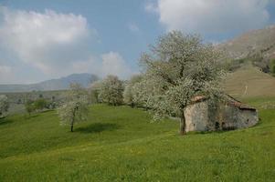 Bauernhaus mit Blüte foto