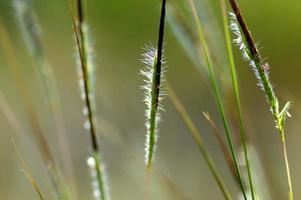 Gras, Zweig mit Blättern und schönen Frühlingsblumen foto