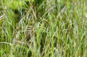 Gras, Zweig mit Blättern und schönen Frühlingsblumen foto