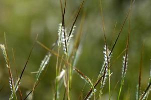 Gras, Zweig mit Blättern und schönen Frühlingsblumen foto