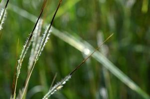 Gras, Zweig mit Blättern und schönen Frühlingsblumen foto