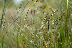 Gras, Zweig mit Blättern und schönen Frühlingsblumen foto