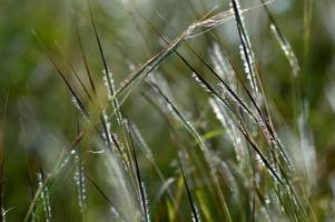 Gras, Zweig mit Blättern und schönen Frühlingsblumen foto