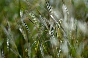 Gras, Zweig mit Blättern und schönen Frühlingsblumen foto