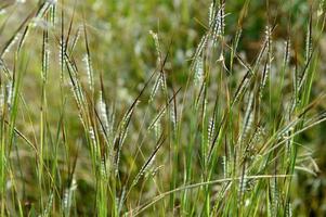 Gras, Zweig mit Blättern und schönen Frühlingsblumen foto