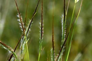 Gras, Zweig mit Blättern und schönen Frühlingsblumen foto