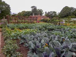 Garten mit Zierpflanzen und Bäumen unter einem grauen bewölkten Himmel foto