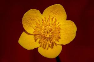 blume nahaufnahme hintergrund caltha palustris familie ranunculaceae blühend botanisch modern hohe qualität großformat druck heimtextilien foto