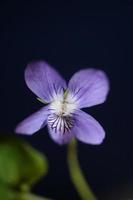 lila blühende blüte nahaufnahme viola riviviana familie violaceae botanische hochwertige große drucke moderner hintergrund foto