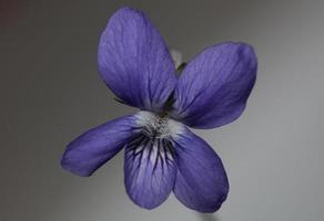 lila blühende blüte nahaufnahme viola riviviana familie violaceae botanische hochwertige große drucke moderner hintergrund foto