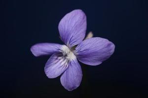 lila blühende blüte nahaufnahme viola riviviana familie violaceae botanische hochwertige große drucke moderner hintergrund foto