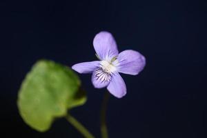 lila blühende blüte nahaufnahme viola riviviana familie violaceae botanische hochwertige große drucke moderner hintergrund foto