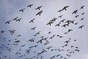 Herde von Speed-Renntauben, die gegen den blauen bewölkten Himmel fliegen foto