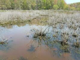 Trübes oder schlammiges Wasser in Seen oder Teichen mit Algen und Pflanzen foto