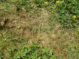 Ameisenhaufen und grünes Gras foto